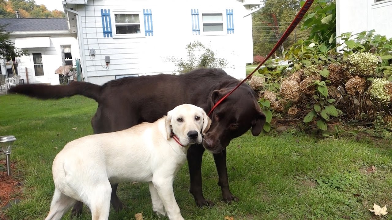 yellow and chocolate lab