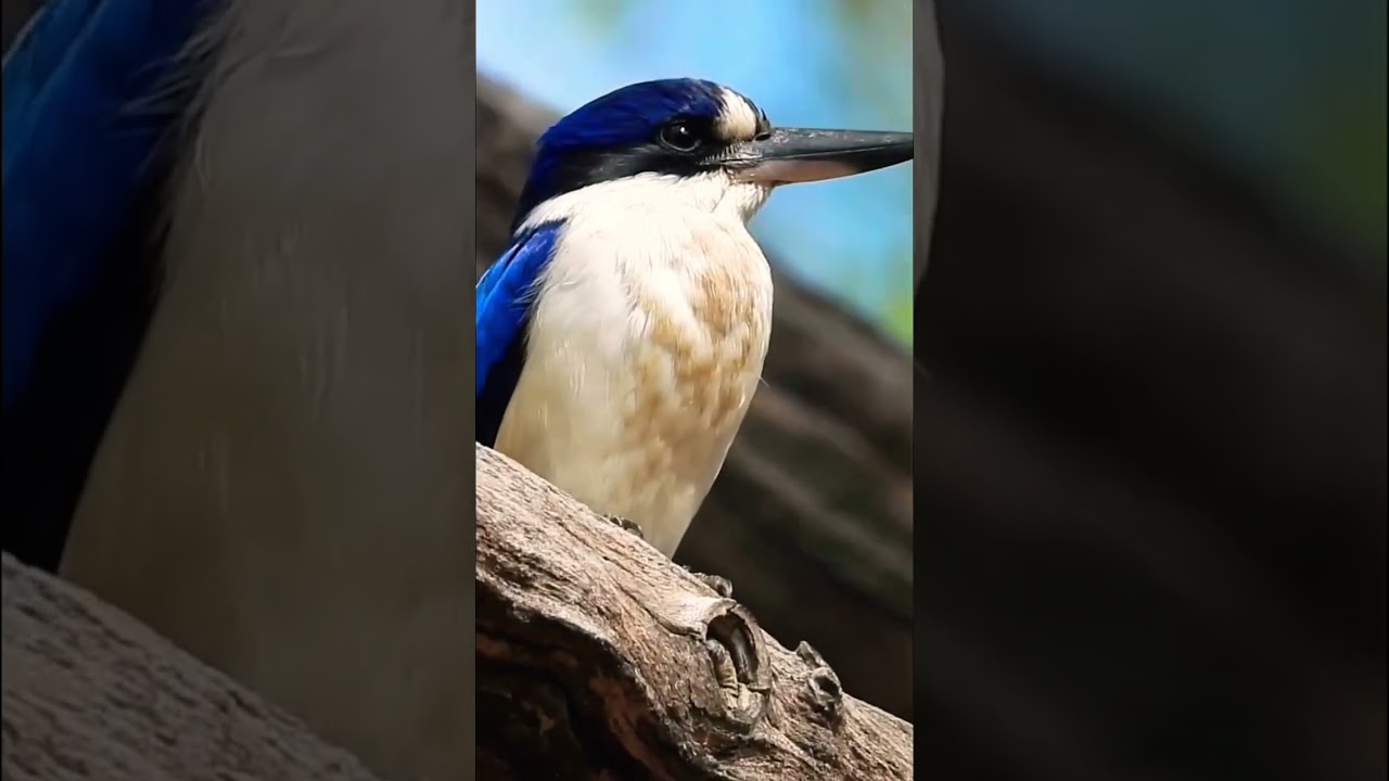 Beautiful Australian Bird: Forest Kingfisher 