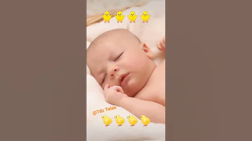 الصيصان شو حيلوين 