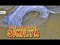 P2-Paghulog ng Similya ng Isda sa Palaisdaan - EP1100