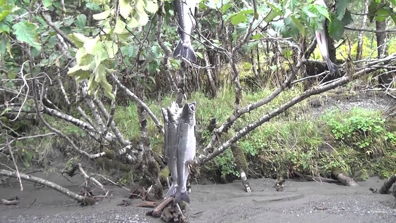 Sølvlaks Martin River Alaska 2014