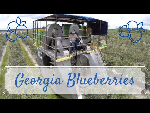 Pisca De Blueberry Georgia