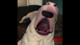 yo 4