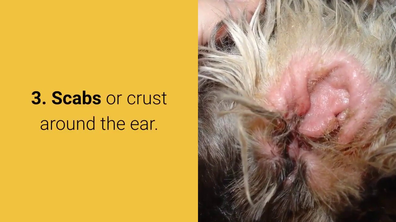 How to Treat Yeast Infection in Dog's Ears Naturally at Home 