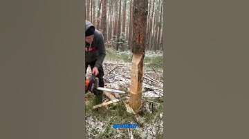 Mastering Tree Felling: Chainsaw Cutting Technique for Precision Falls
