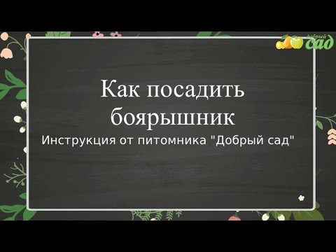 Посадка боярышника - как правильно посадить боярышник