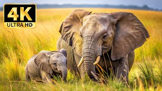 Wild Animal Scenes in 4K - Peaceful Diverse Animal Land with Soft Relaxing Music screenshot 3