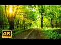 Nature Forest 4K Nature scenery, Beautiful Relaxing Music • Our Planet by Sweet Waves