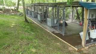 Rottweiler dog kennels Nashville Tennessee - Rottweiler breeders in TN - Rottweiler puppies