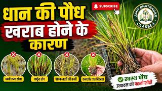 धान की पौध खराब होने के कारण