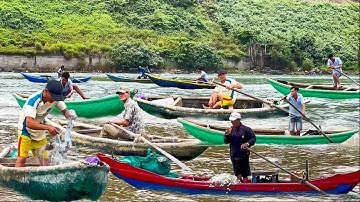 Nghề Lưới Cá Dìa Được 1 Con Là 5 Lon Gạo Ở Vịnh Lăng Cô║Đặc Sản Cá Thệ Đầm Lập An