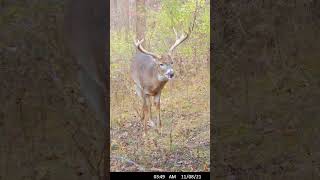 VOLUME UP!!! Have you ever heard a buck do this? #bowhunting #shorts #trailcamera