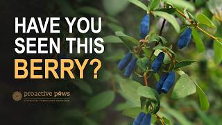 We’d NEVER Heard of This Berry… Until We Saw the Dog Study!
