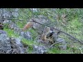 Warren Gorge Yellow Footed Rock Wallabies