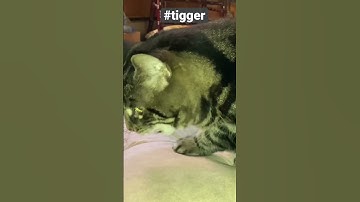 Because I got high!    Catnip #tigger #catnip