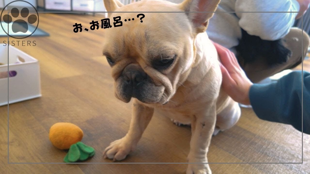 大暴れしていた愛犬に『お風呂』と言ったら、一瞬でフリーズしましたw