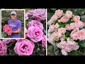 You Ll Want These Roses For Your Garden Meet The Breeder