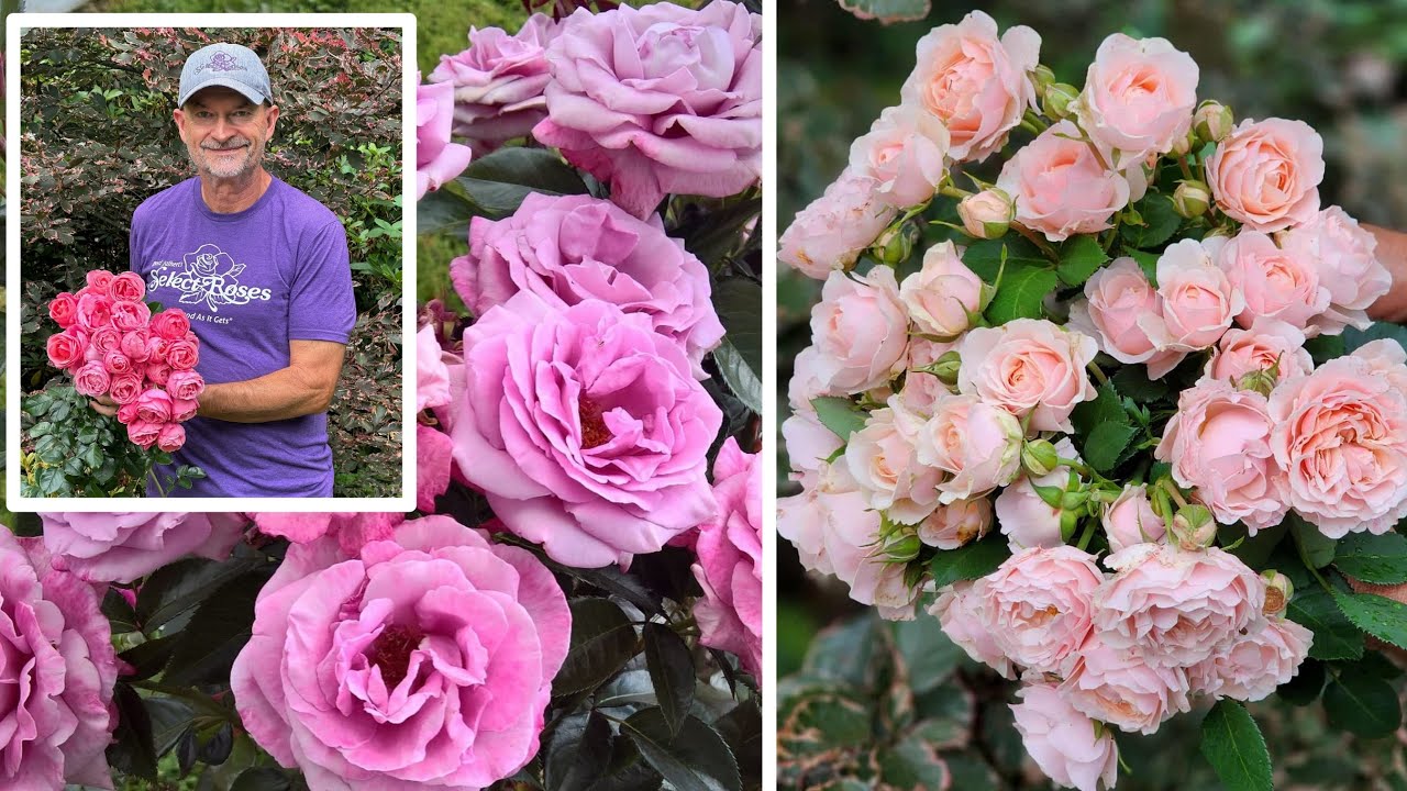 You'll Want These Roses for Your Garden! Meet the Breeder - YouTube