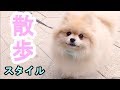 モチの散歩スタイル【ポメラニアン犬】