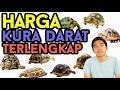 MAU BELI KURA DARAT? LIHAT DULU SINI HARGANYA | DAFTAR HARGA KURA DARAT TERLENGKAP