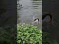 🎣🎣|தூண்டிலில் ||பிடித்த 🐬🐬ரோகு கட்லா மீன்##trending