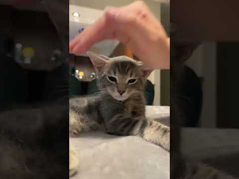 Usa Cat Newyear2025 2025 Happynewyear2025 