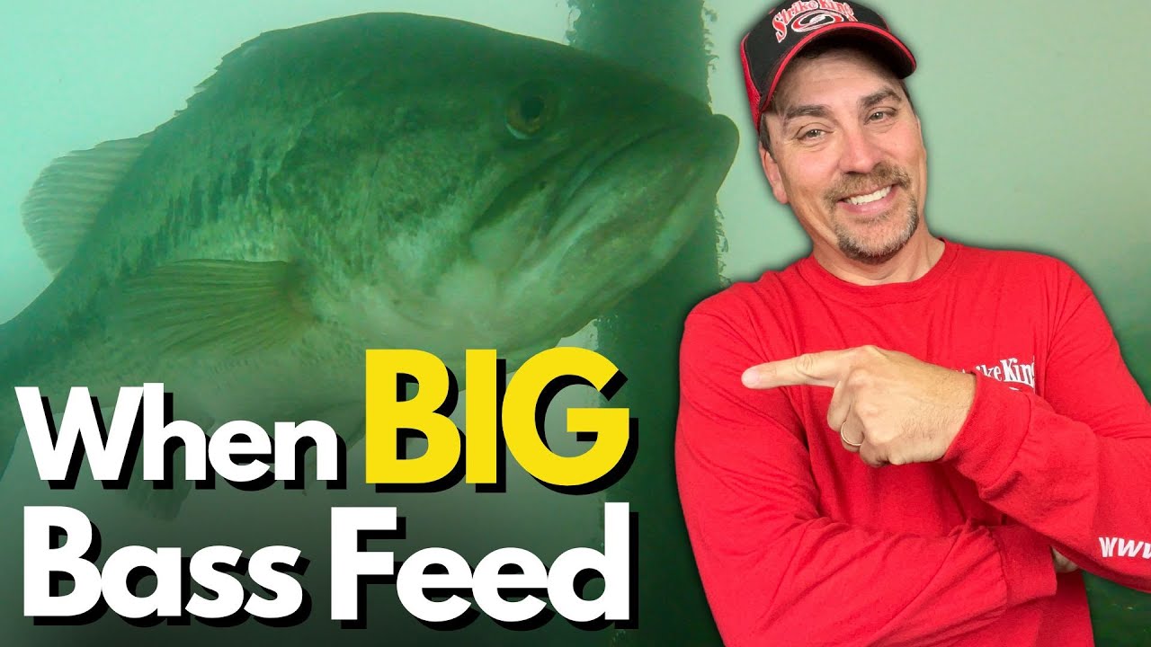 The TRUTH About When Big Bass Feed Bass Manager The Best Bass