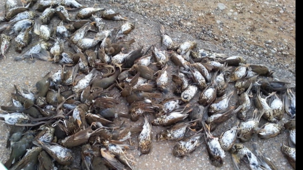 Turdus (song trush) Hunting in Cyprus - Kıbrıs ta Cikla Avı (2017-3)