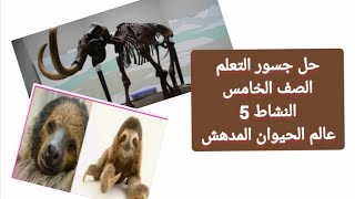 حل جسور التعلم الصف الخامس النشاط 5 عالم الحيوان المدهش ، علوم ، رياضيات ، انجليزي ، عربي