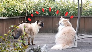 It's Official, DD and General Are Besties Now! (ENG SUB) by 크집사 117,629 views 3 weeks ago 10 minutes, 33 seconds