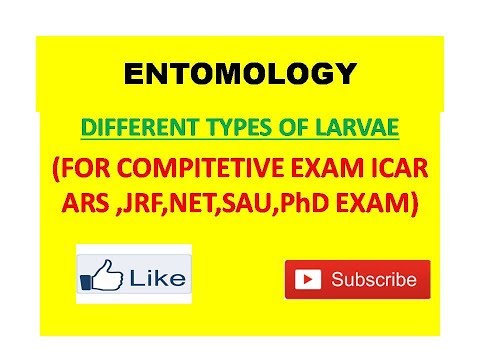 DIFFERENT TYPES  OF  LARVAE