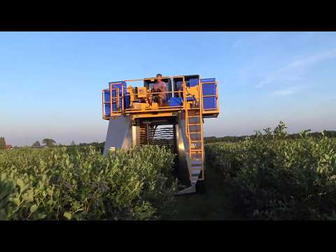 Video: Grijze Knopkever - Fruit En Bessen Gourmet