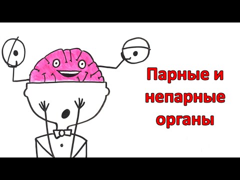 Почему у человека некоторые органы парные, а другие в одном экземпляре?