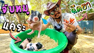 ฉีดยาหมูแคระ โดนแม่หมูไล่ เกือบโดนกัด.. Vaccination of dwarf pigs.