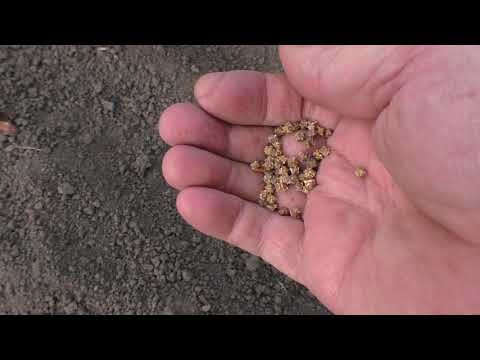 Видео: Выращивание мангольда из семян - Как и когда сеять семена мангольда