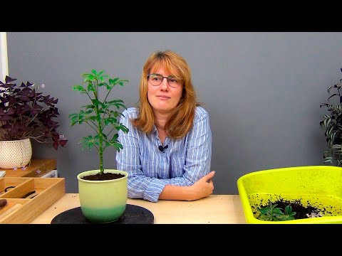 Video: Heptapleurum Arboreal (Heptapleurum Arboricola Variegata I Heptapleurum Arboricola Geisha Girl), Raste U Stanu