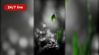 24/7 Green Hope Flower 🌱 Calm Instrumental for Focus, Sleep & Inner Peace screenshot 4