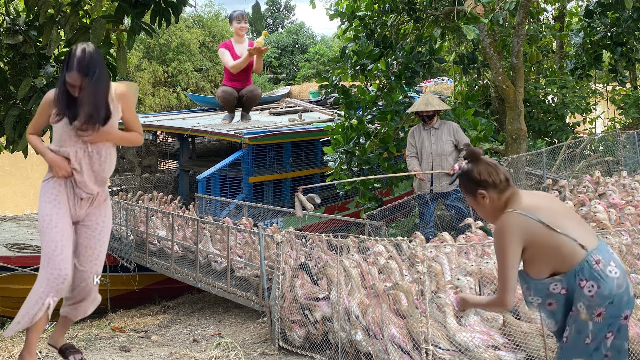 The Rice Field Erupts as Ducks Go Wild – A Once-in-a-Lifetime Sight!Farm Duck”