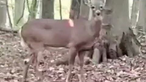 KILLER INSTINCT LETHAL 405 ONE YEAR REVIEW