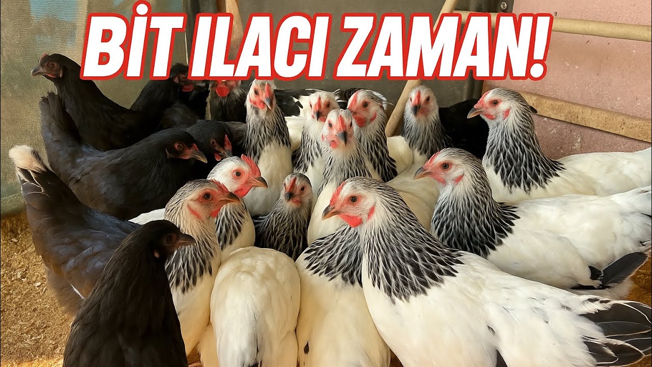 Tavuklara Bit İlacı Uyguladım | Exzolt İle Kümes Temizliği