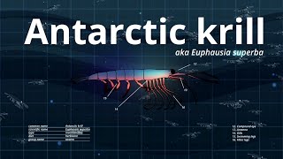 Krill: Superheroes of the Southern Ocean | WWF