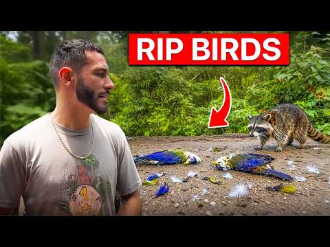 Our Favorite Birds In Our Aviary Were Attacked...