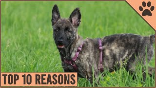 are dutch shepherd dogs friendly or dangerous to strangers