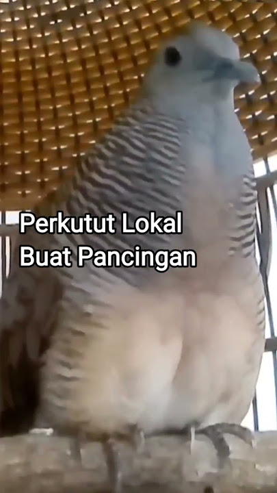 Perkutut Lokal Gacor Dor