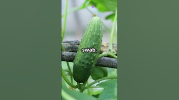 1 Secret Tip for Endless Cucumbers! 🌧️🥒 #gardeningshorts #cocumber #growcucumbers #cucumber