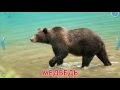 Учим диких животных, слушаем их звуки. Развивающий мультик.