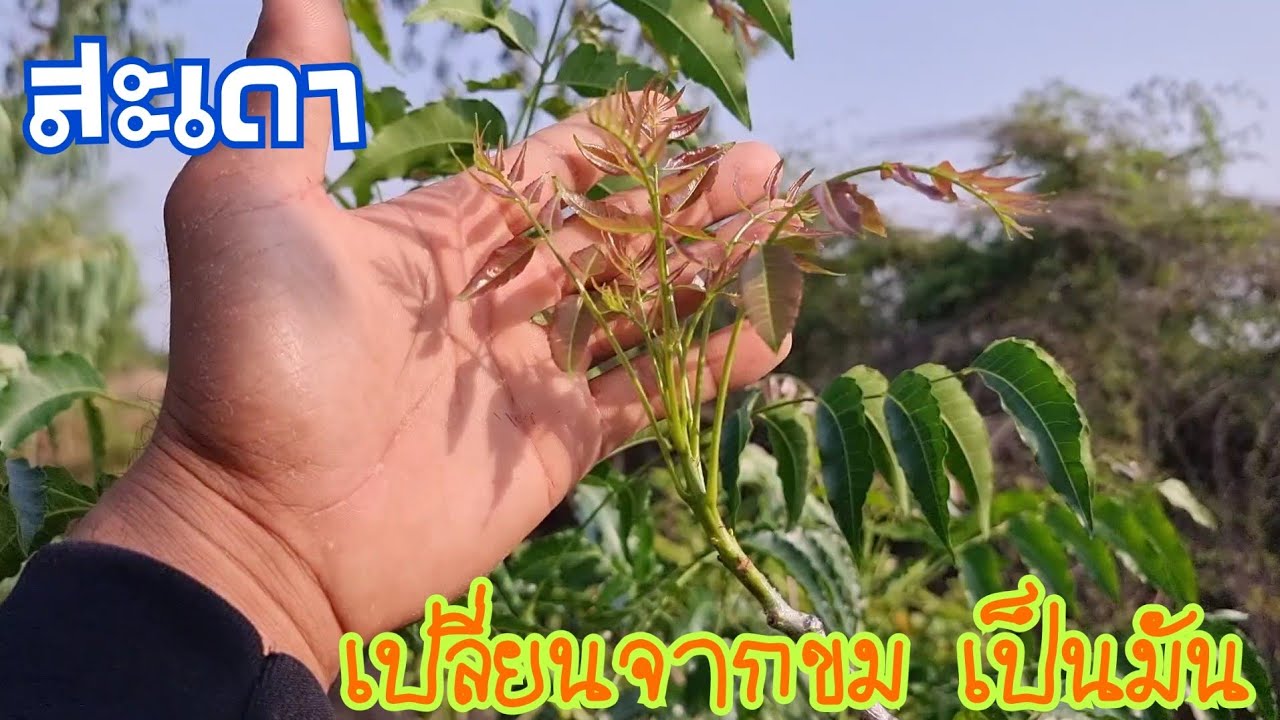 เสียบยอดสะเดา เปลี่ยนสะเดาขมให้เป็นสะเดามัน ง่ายสุดๆ