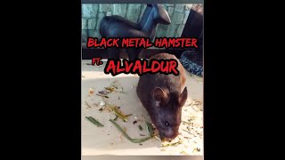 Black Metal Hamster: Hitting The Bottle