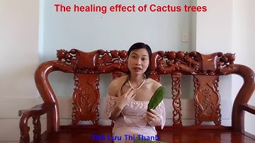 TÁC DỤNG CHỮA BỆNH CỦA CÂY XƯƠNG RỒNG TAI THỎ- The healing effect of Cactus trees 01654305839