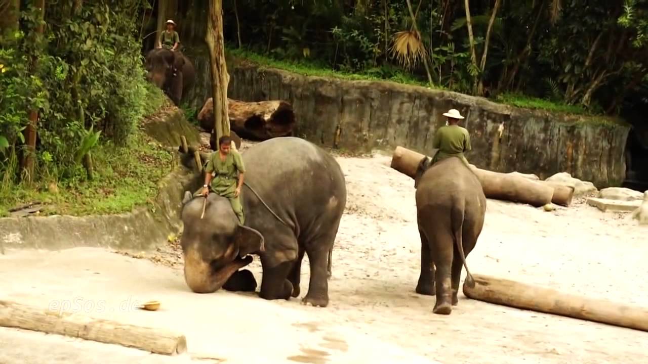 Prank Video Lucu Pertunjukan Gajah yang Menggemaskan di  